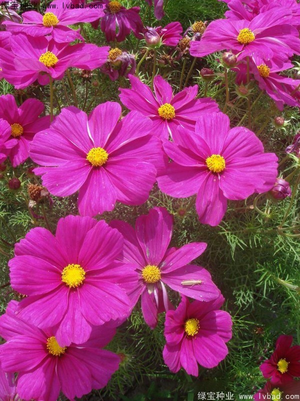 波斯菊<a href='http:///' target='_blank'>種子</a>