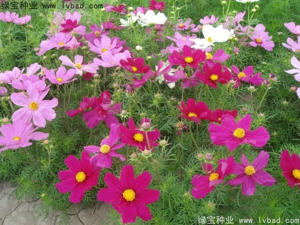 <a href='http:///caohuazhongzi/12.html' target='_blank'>波斯菊種子</a>