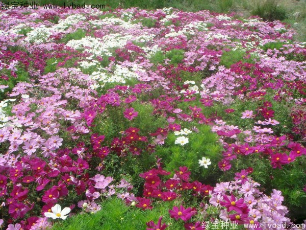 <a href='http:///caohuazhongzi/12.html' target='_blank'>波斯菊種子</a>