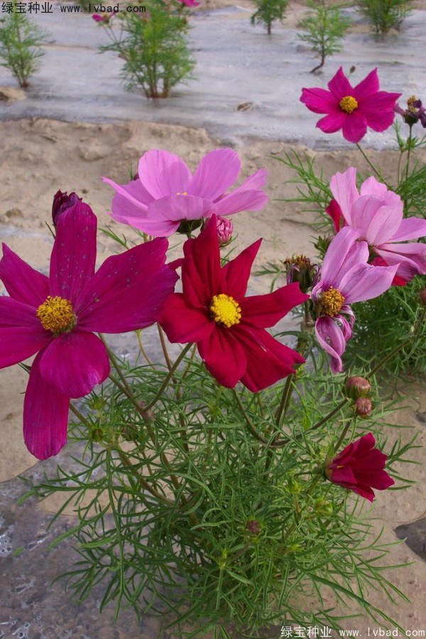 <a href='http:///caohuazhongzi/12.html' target='_blank'>波斯菊種子</a>