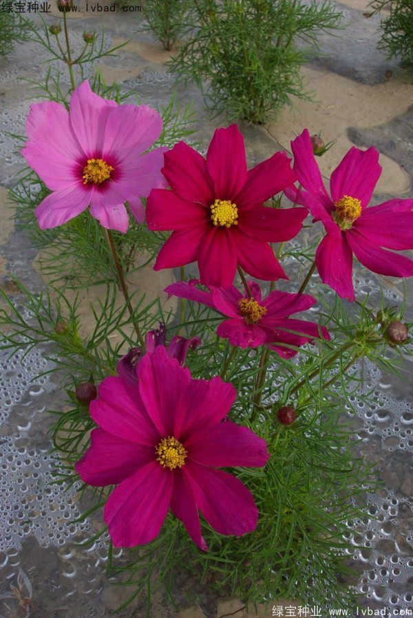 波斯菊<a href='http:///' target='_blank'>種子</a>