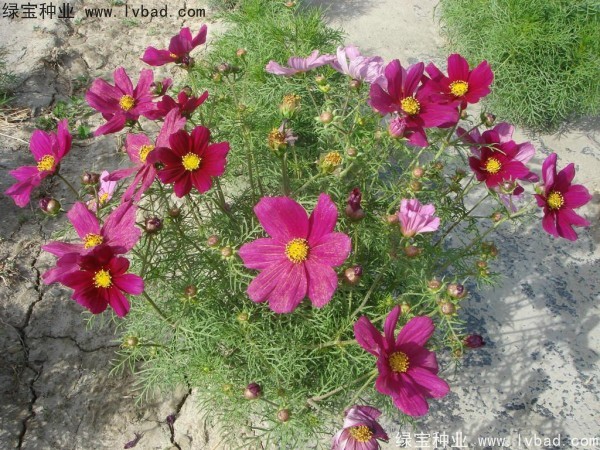 波斯菊<a href='http:///' target='_blank'>種子</a>