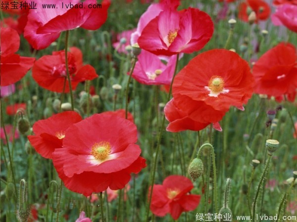 <a href='http:///caohuazhongzi/161.html' target='_blank'>虞美人</a>