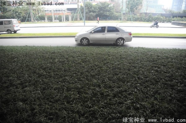 麥冬草<a href='http:///' target='_blank'>種子</a>