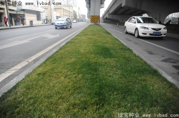 麥冬草<a href='http:///' target='_blank'>種子</a>
