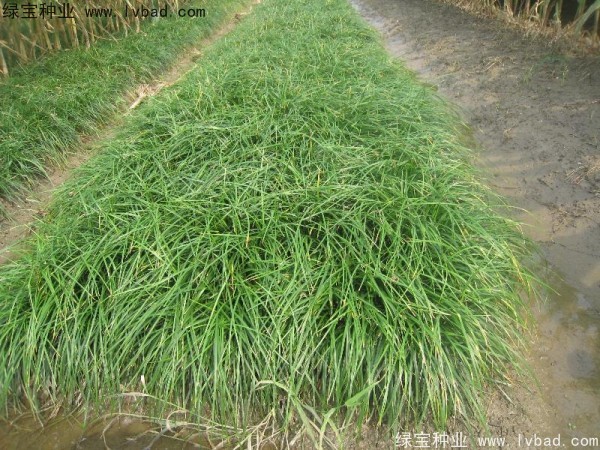 <a href='http:///linmuzhongzi/1695.html' target='_blank'>麥冬草種子</a>