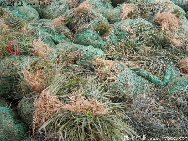 <a href='http:///linmuzhongzi/1695.html' target='_blank'>麥冬草種子</a>