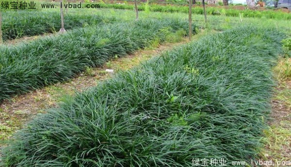 <a href='http:///linmuzhongzi/1695.html' target='_blank'>麥冬草種子</a>