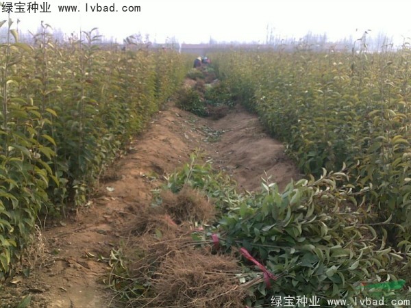 <a href='http:///linmuzhongzi/1696.html' target='_blank'>大葉女貞種子</a>