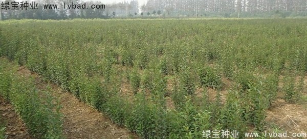 <a href='http:///linmuzhongzi/1696.html' target='_blank'>大葉女貞種子</a>