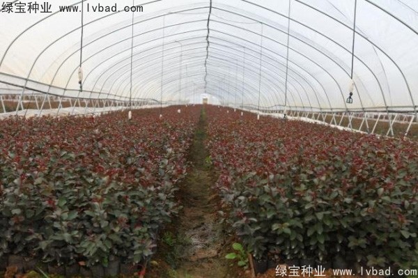 紫薇<a href='http:///' target='_blank'>種子</a>