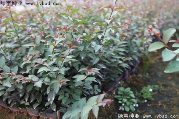 <a href='http:///linmuzhongzi/1698.html' target='_blank'>紫薇種子</a>