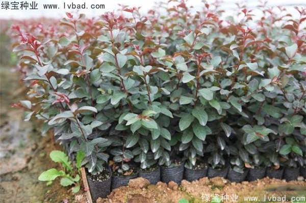 <a href='http:///linmuzhongzi/1698.html' target='_blank'>紫薇種子</a>