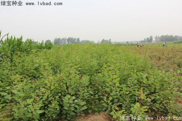 黃櫨<a href='http:///' target='_blank'>種子</a>