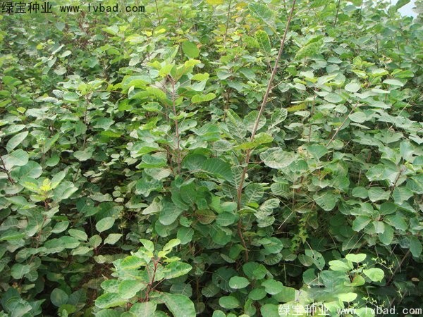 黃櫨<a href='http:///' target='_blank'>種子</a>