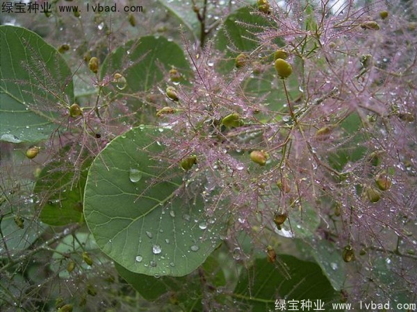 <a href='http:///linmuzhongzi/1699.html' target='_blank'>黃櫨種子</a>