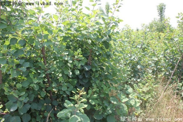 黃櫨<a href='http:///' target='_blank'>種子</a>