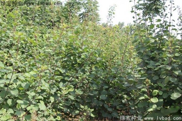<a href='http:///linmuzhongzi/1699.html' target='_blank'>黃櫨種子</a>