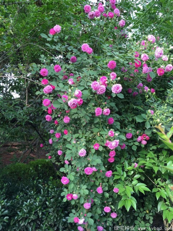 薔薇<a href='http:///' target='_blank'>種子</a>