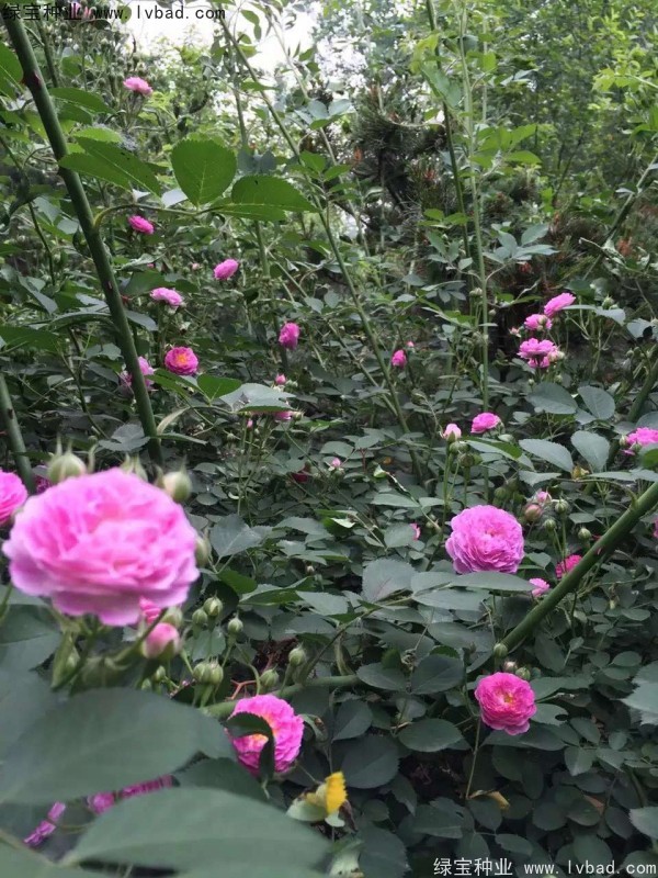 <a href='http:///linmuzhongzi/1702.html' target='_blank'>薔薇種子</a>