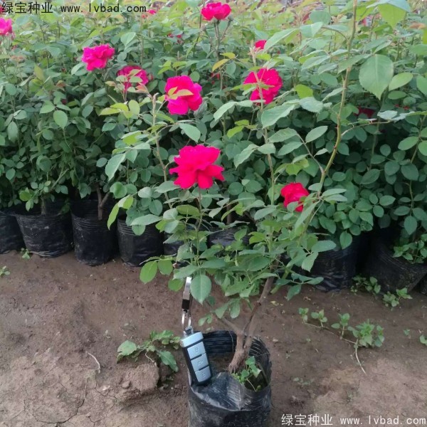 <a href='http:///linmuzhongzi/1702.html' target='_blank'>薔薇</a><a href='http:///' target='_blank'>種子</a>