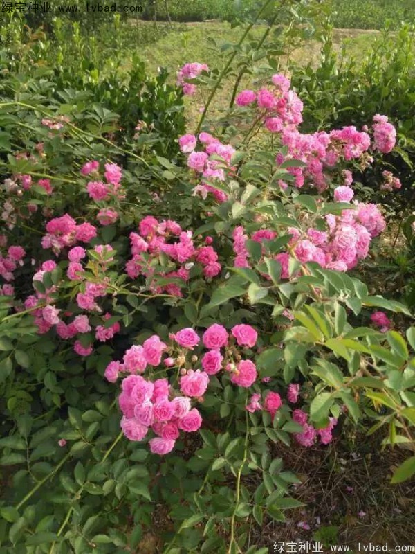 <a href='http:///linmuzhongzi/1702.html' target='_blank'>薔薇</a><a href='http:///' target='_blank'>種子</a>