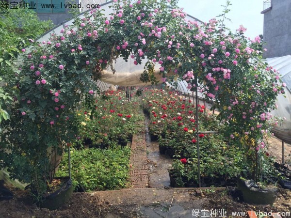 <a href='http:///linmuzhongzi/1702.html' target='_blank'>薔薇種子</a>