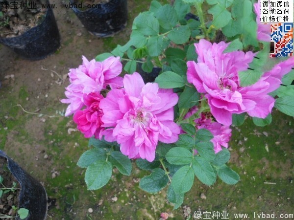 <a href='http:///linmuzhongzi/1704.html' target='_blank'>玫瑰花種子</a>