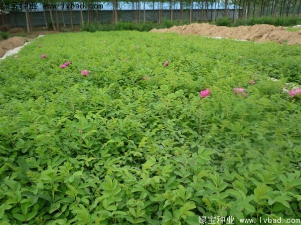 <a href='http:///linmuzhongzi/1704.html' target='_blank'>玫瑰花</a><a href='http:///' target='_blank'>種子</a>
