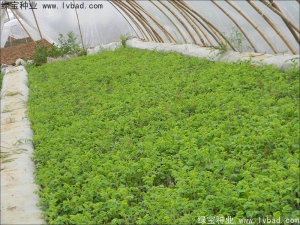 <a href='http:///linmuzhongzi/1704.html' target='_blank'>玫瑰花種子</a>
