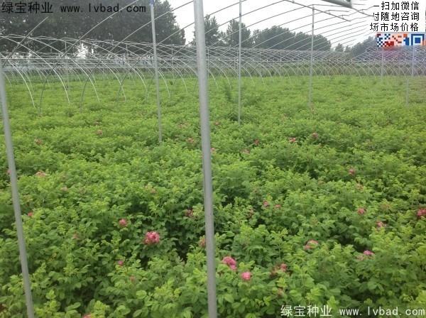 玫瑰花<a href='http:///' target='_blank'>種子</a>