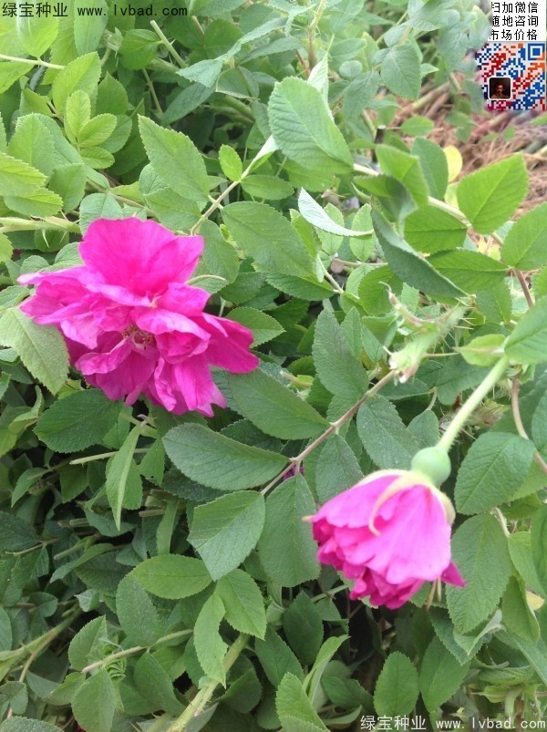 <a href='http:///linmuzhongzi/1704.html' target='_blank'>玫瑰花種子</a>