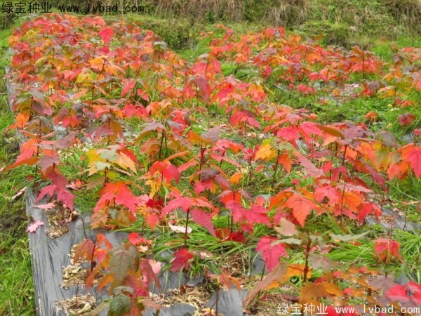 <a href='http:///linmuzhongzi/1706.html' target='_blank'>紅楓種子</a>