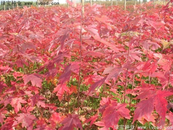 紅楓<a href='http:///' target='_blank'>種子</a>