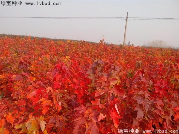 <a href='http:///linmuzhongzi/1706.html' target='_blank'>紅楓種子</a>