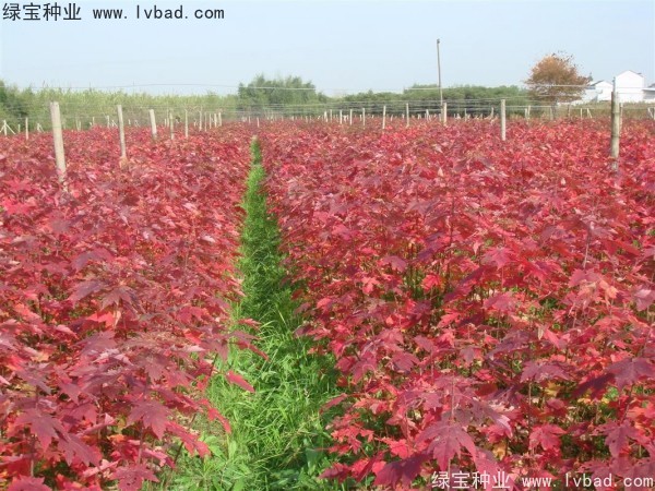 <a href='http:///linmuzhongzi/1706.html' target='_blank'>紅楓</a><a href='http:///' target='_blank'>種子</a>