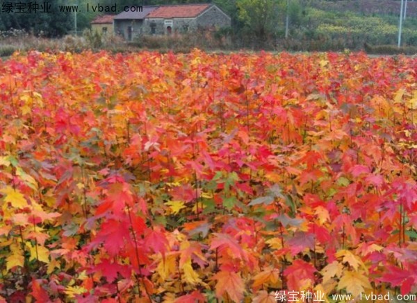 紅楓<a href='http:///' target='_blank'>種子</a>