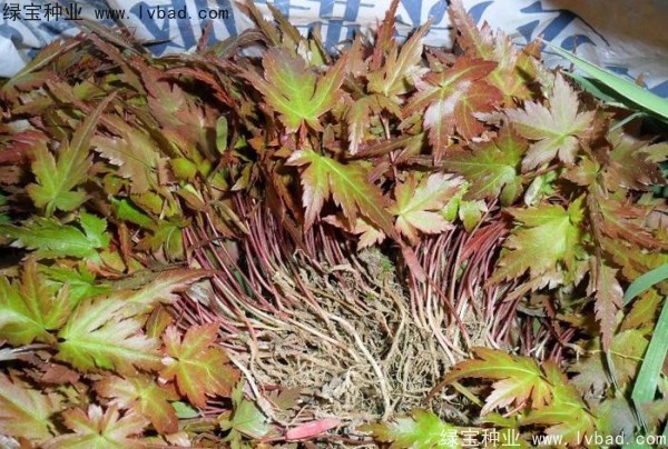 <a href='http:///linmuzhongzi/1711.html' target='_blank'>雞爪槭</a><a href='http:///' target='_blank'>種子</a>