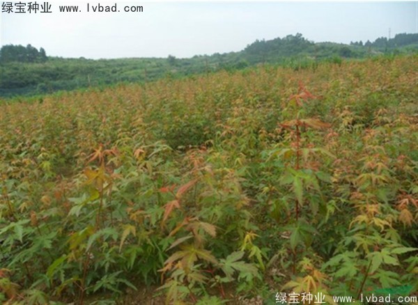 <a href='http:///linmuzhongzi/1711.html' target='_blank'>雞爪槭種子</a>