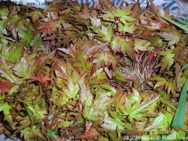 <a href='http:///linmuzhongzi/1711.html' target='_blank'>雞爪槭種子</a>