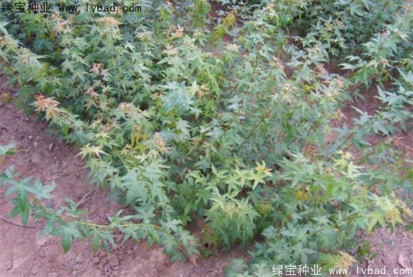 <a href='http:///linmuzhongzi/1711.html' target='_blank'>雞爪槭種子</a>