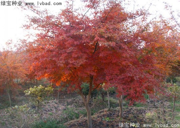 雞爪槭<a href='http:///' target='_blank'>種子</a>