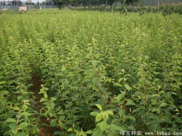<a href='http:///linmuzhongzi/1715.html' target='_blank'>榆葉梅種子</a>