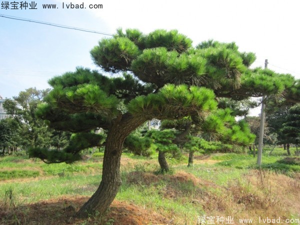 <a href='http:///linmuzhongzi/1716.html' target='_blank'>黑松種子</a>