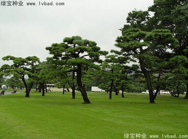 <a href='http:///linmuzhongzi/1716.html' target='_blank'>黑松種子</a>