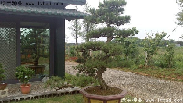 <a href='http:///linmuzhongzi/1716.html' target='_blank'>黑松</a><a href='http:///' target='_blank'>種子</a>