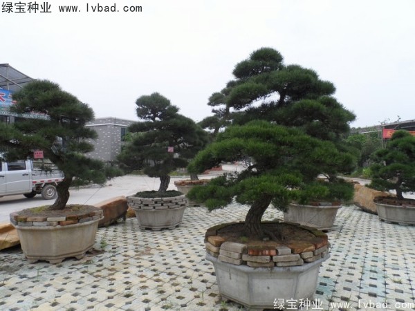 <a href='http:///linmuzhongzi/1716.html' target='_blank'>黑松種子</a>