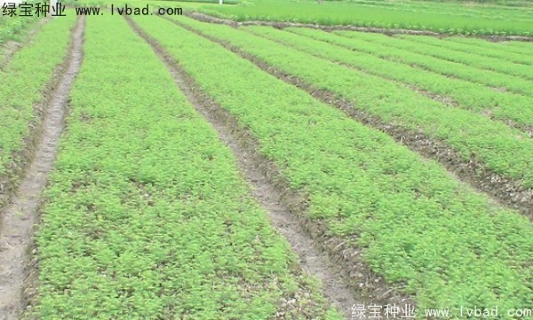 <a href='http:///linmuzhongzi/1720.html' target='_blank'>水杉</a><a href='http:///' target='_blank'>種子</a>
