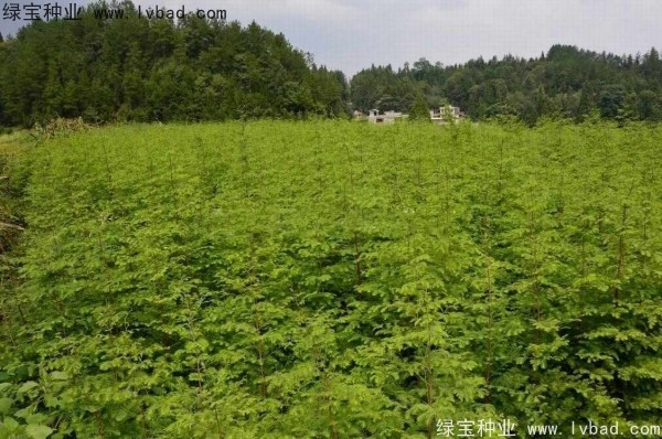 <a href='http:///linmuzhongzi/1720.html' target='_blank'>水杉</a><a href='http:///' target='_blank'>種子</a>