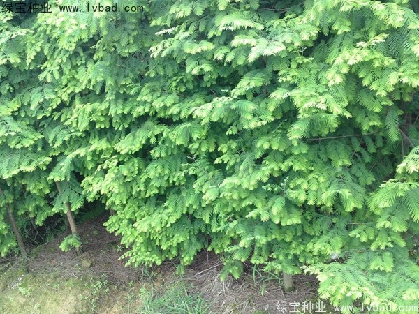 <a href='http:///linmuzhongzi/1720.html' target='_blank'>水杉種子</a>
